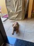 Paçoca