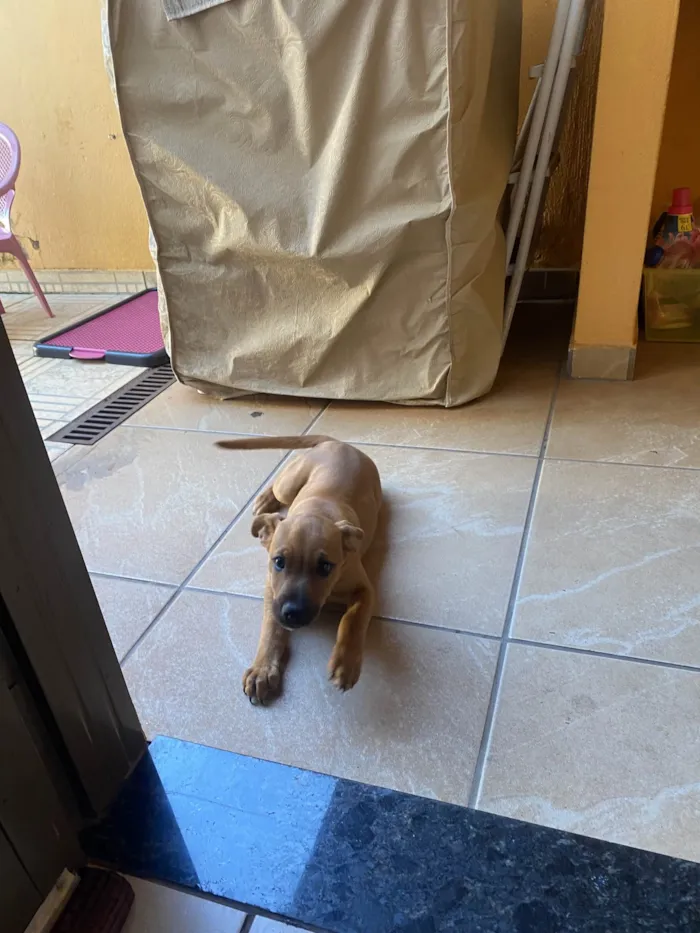 Cachorro raça SRD-ViraLata idade 2 a 6 meses nome Paçoca