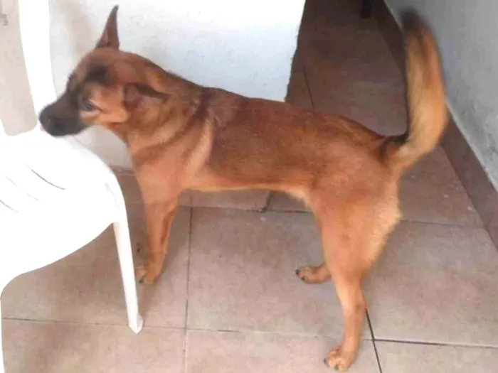 Cachorro ra a vira lata com pastor alemão idade 1 ano nome briza