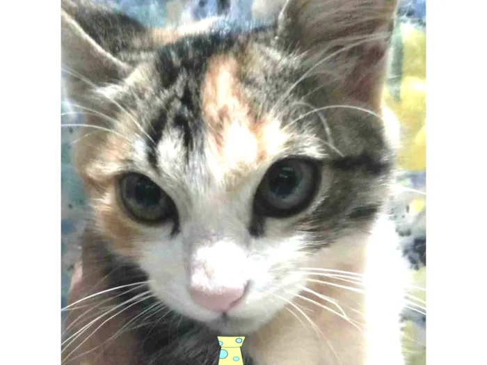 Gato ra a Mestico  idade 2 a 6 meses nome Dino 