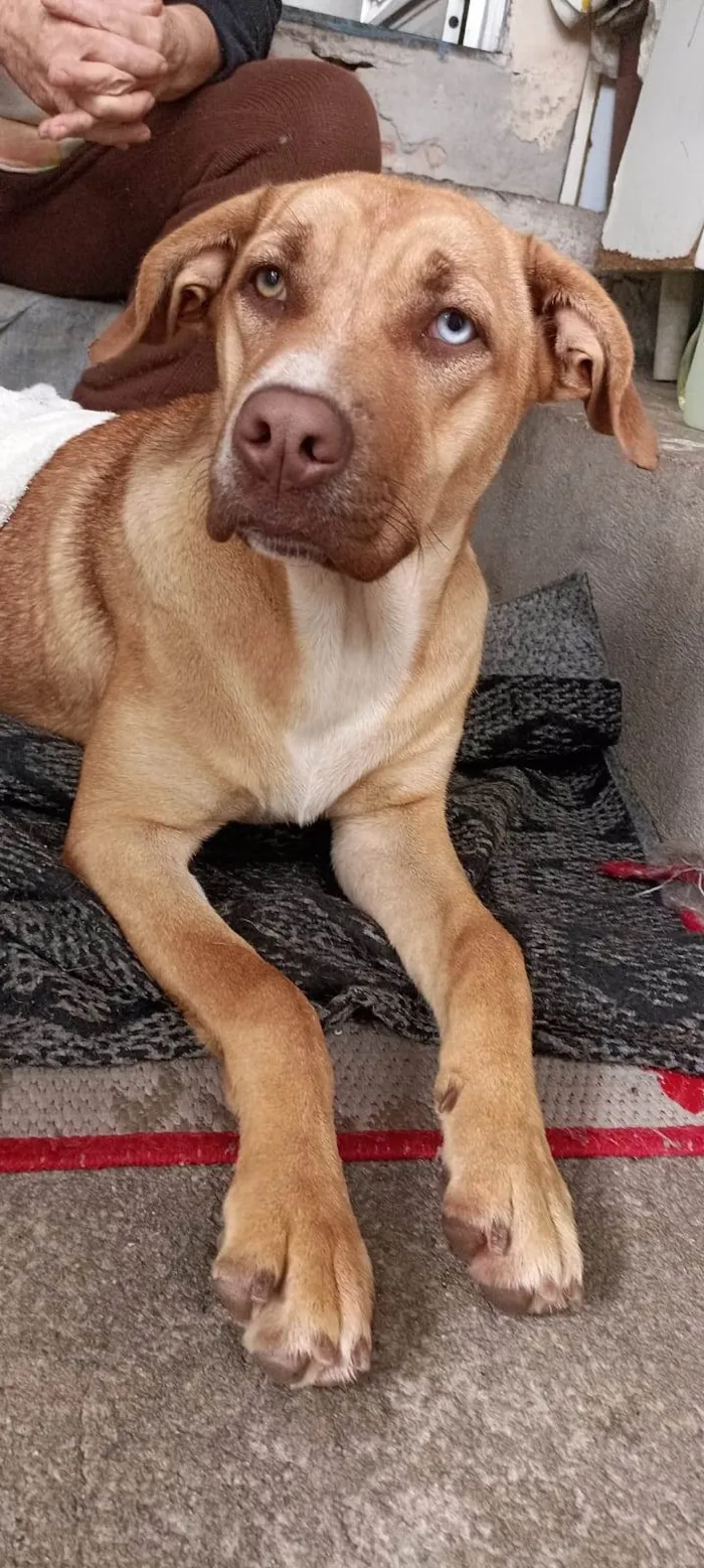 Cachorro ra a SRD-ViraLata idade 7 a 11 meses nome Bruna