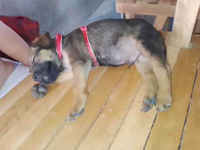 Cachorro ra a Srd idade Abaixo de 2 meses nome Sem nome 