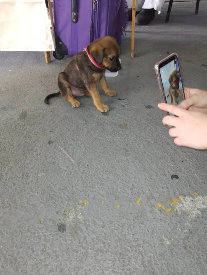 Cachorro ra a Srd idade Abaixo de 2 meses nome Sem nome 