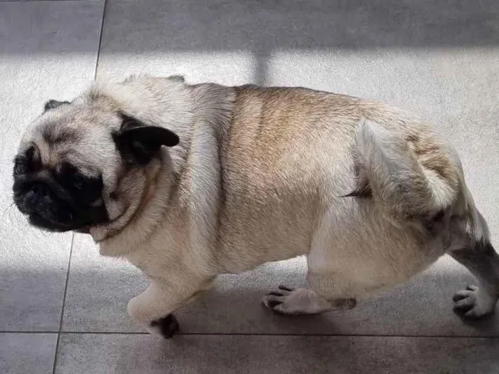 Cachorro ra a Pug idade 3 anos nome Jady