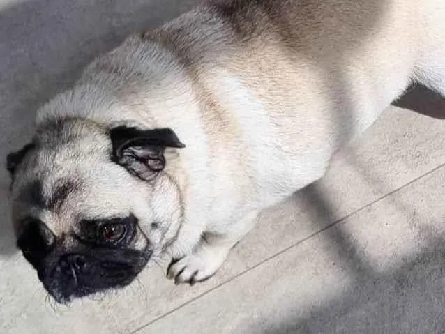 Cachorro ra a Pug idade 3 anos nome Jady