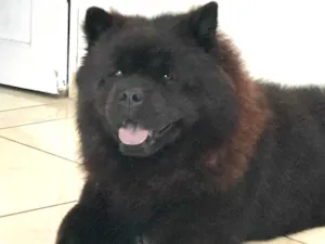 Cachorro raça ChowChow idade 3 anos nome Thor
