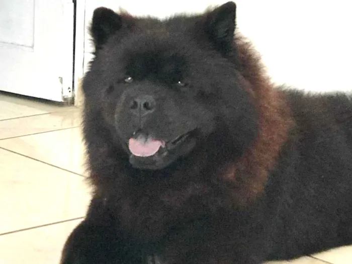 Cachorro ra a ChowChow idade 3 anos nome Thor