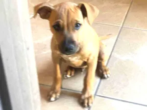 Cachorro raça SRD-ViraLata idade 2 a 6 meses nome Paçoca