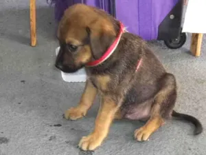 Cachorro raça Srd idade Abaixo de 2 meses nome Sem nome 