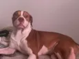 Tauro 