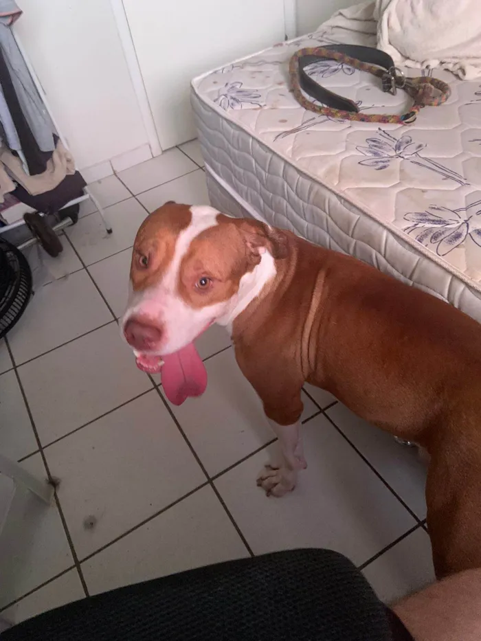 Cachorro raça Pit-Bull idade 2 anos nome Tauro 