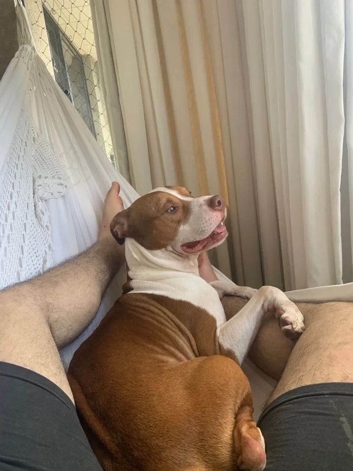 Cachorro raça Pit-Bull idade 2 anos nome Tauro 