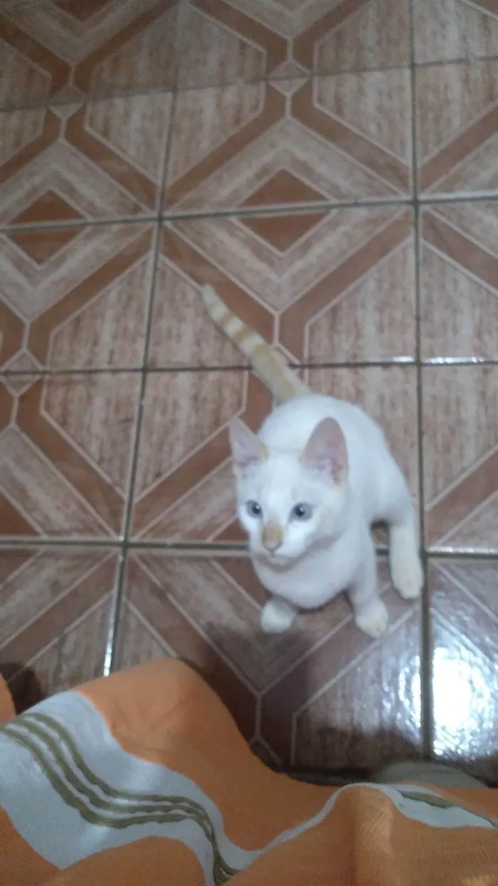 Gato ra a Da rua idade 2 a 6 meses nome Sem nome 