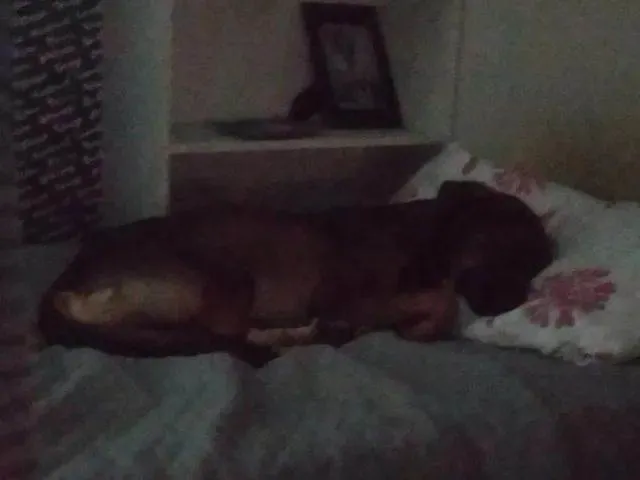 Cachorro raça SRD-ViraLata idade 2 anos nome AGRO