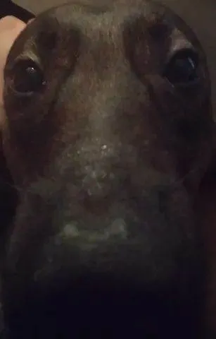 Cachorro raça SRD-ViraLata idade 2 anos nome AGRO