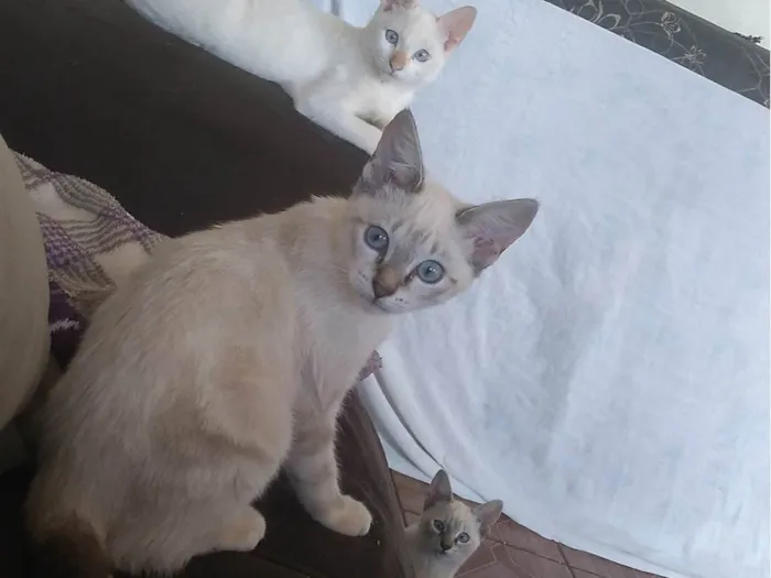 Gato ra a Da rua idade 2 a 6 meses nome Sem nome 