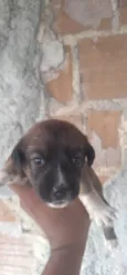 Bombom