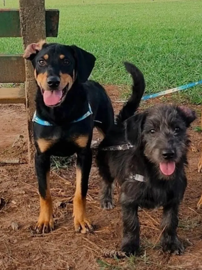 Cachorro ra a Srd idade 7 a 11 meses nome Cairo 