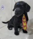 Benji
