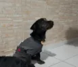 Benji