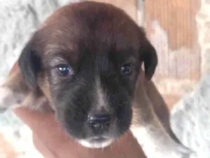 Cachorro raça Viralata idade Abaixo de 2 meses nome Bombom