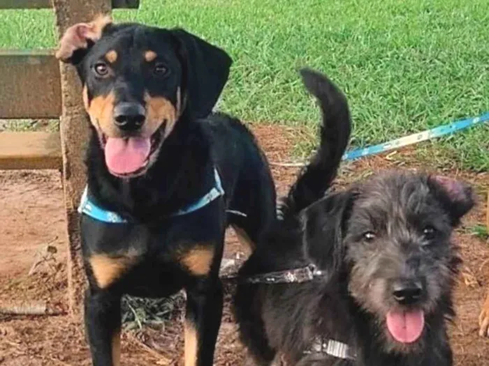 Cachorro ra a Srd idade 7 a 11 meses nome Cairo 