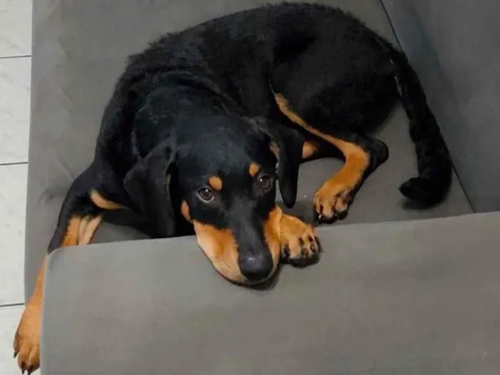 Cachorro ra a Srd idade 7 a 11 meses nome Cairo 