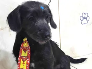 Cachorro raça SRD-ViraLata idade 7 a 11 meses nome Benji 
