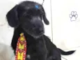 Benji