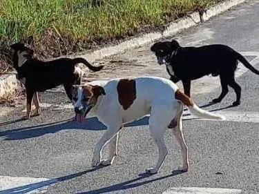 Cachorro ra a SRD-ViraLata idade 3 anos nome Não tem nome