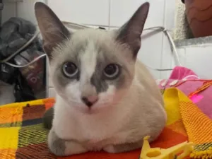 Gato raça Srd idade 2 a 6 meses nome Flor 