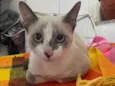 Gato raça Srd idade 2 a 6 meses nome Flor 