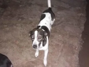 Cachorro raça Vira lata !  idade 2 anos nome Milk ,belinha ,Max ,Nick 