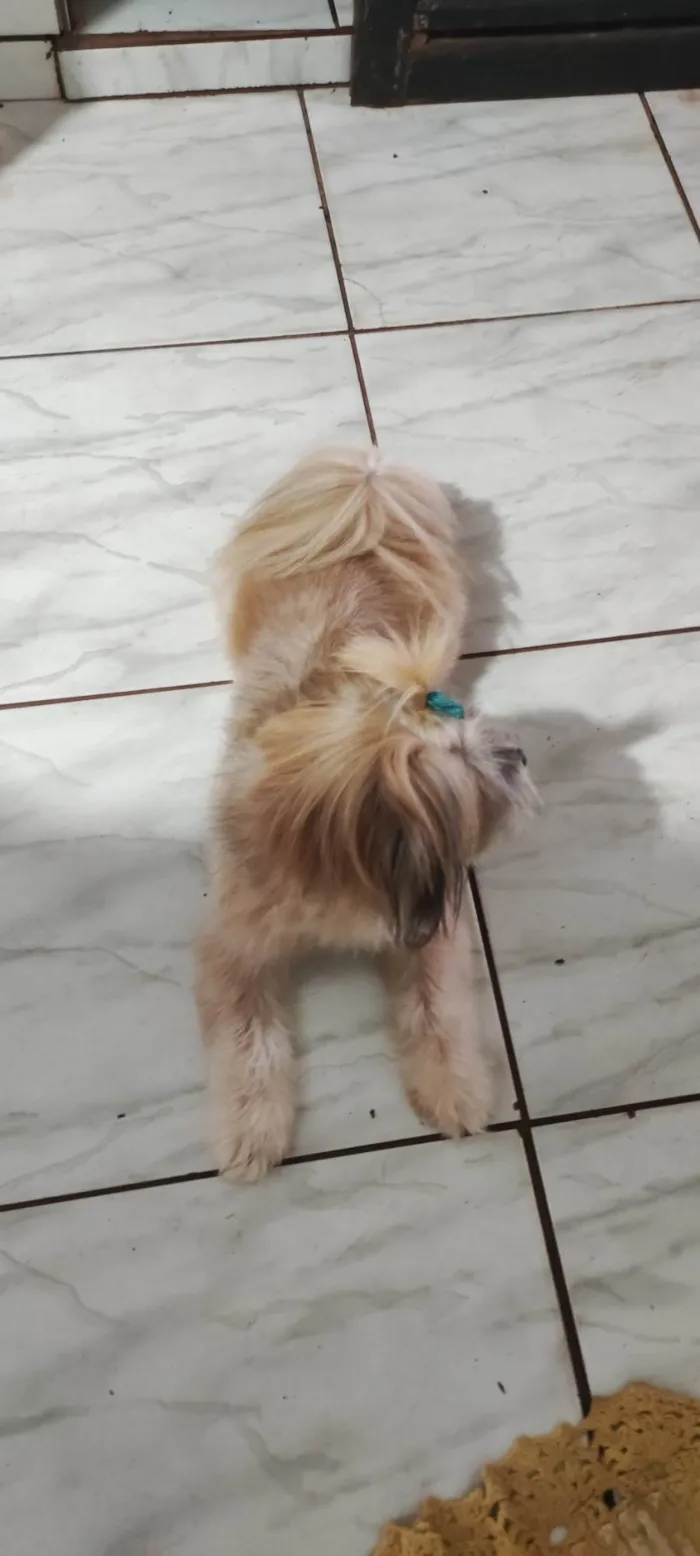 Cachorro ra a Lhasa idade 1 ano nome Nina