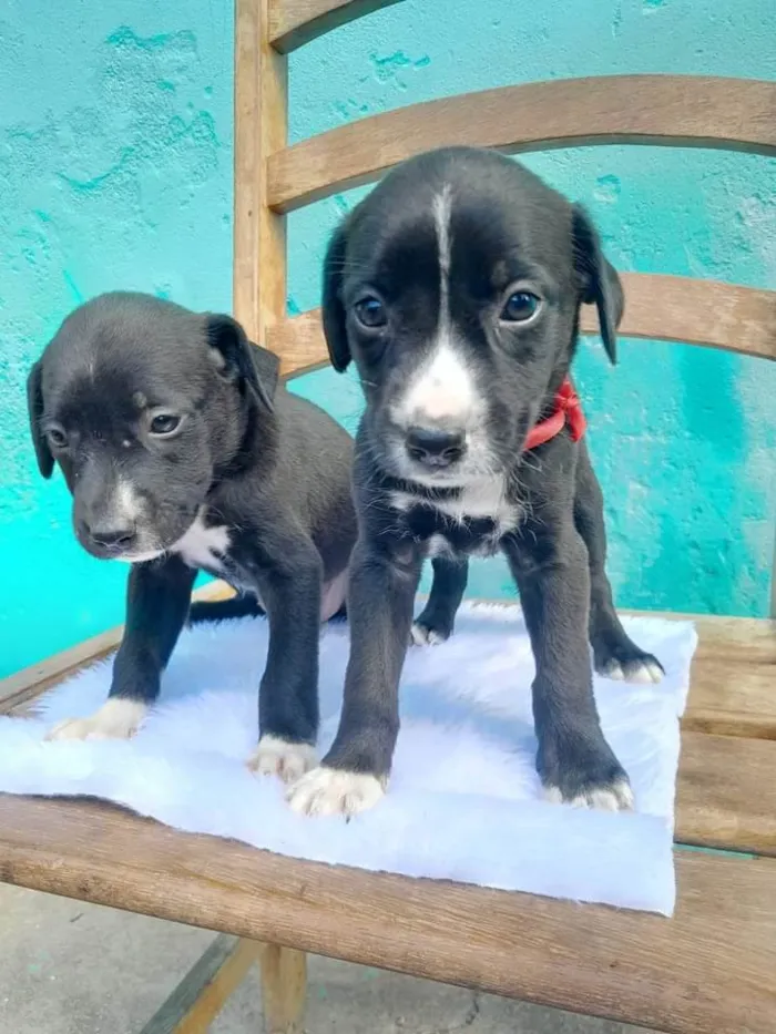 Cachorro ra a SRD idade Abaixo de 2 meses nome Sem Nomes