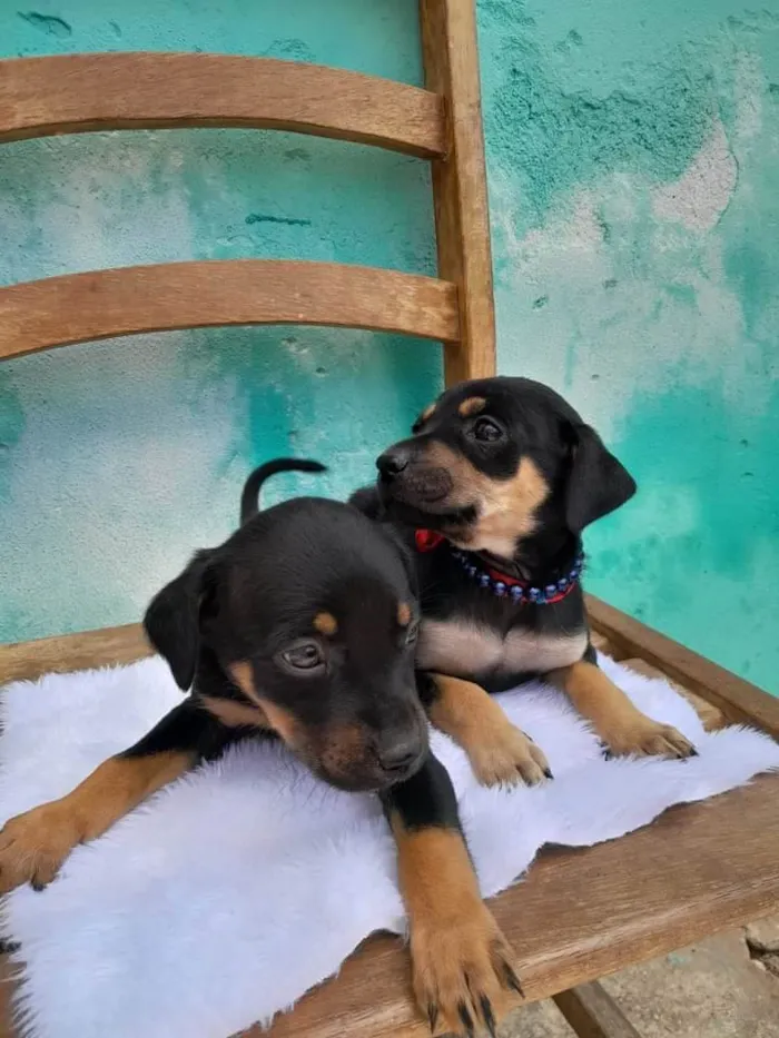 Cachorro ra a SRD idade Abaixo de 2 meses nome Sem Nomes