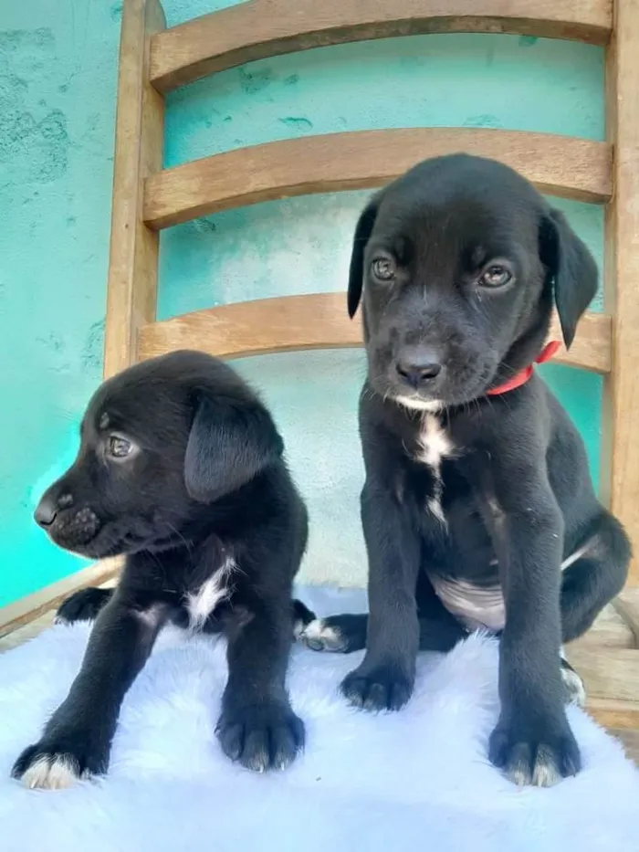 Cachorro ra a SRD idade Abaixo de 2 meses nome Sem Nomes