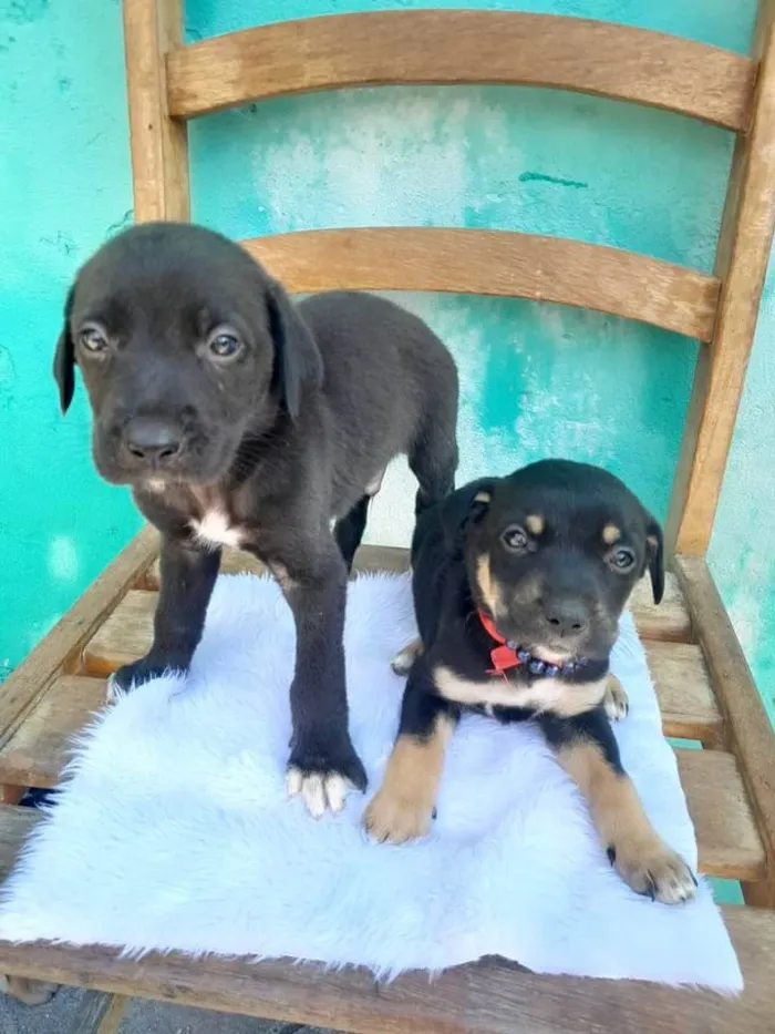 Cachorro ra a SRD idade Abaixo de 2 meses nome Sem Nomes