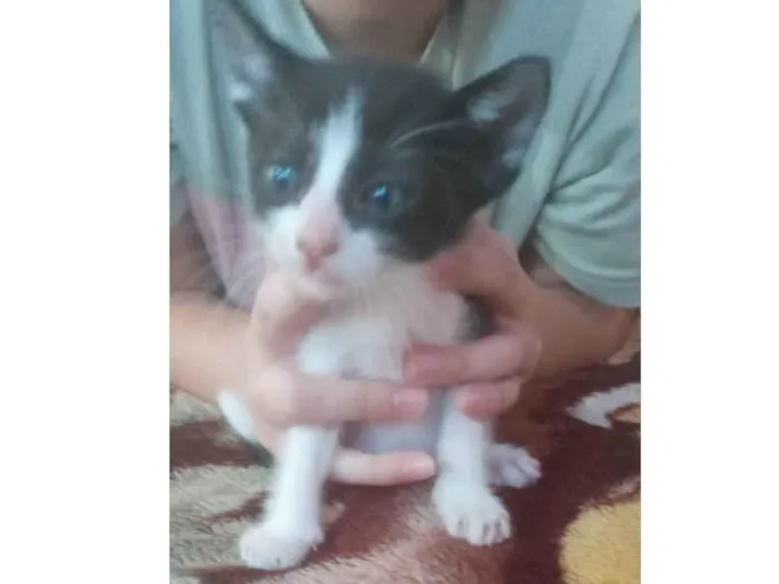 Gato ra a mestiços e siamês idade Abaixo de 2 meses nome Sem nomes