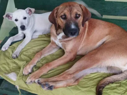 Cachorro raça SRD-ViraLata idade 7 a 11 meses nome Pitoco e Théo 