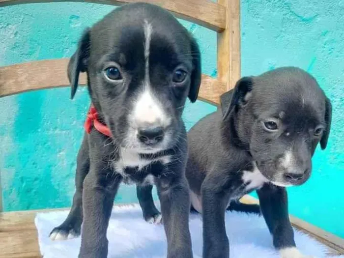 Cachorro ra a SRD idade Abaixo de 2 meses nome Sem Nomes