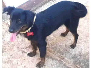 Cachorro raça SRD-ViraLata idade 2 a 6 meses nome Bily
