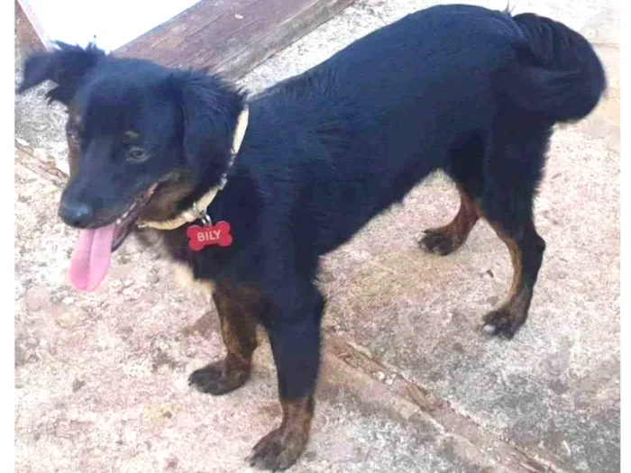 Cachorro ra a SRD-ViraLata idade 2 a 6 meses nome Bily