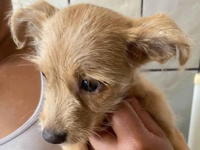 Cachorro raça SRD-ViraLata idade 2 a 6 meses nome Sol 