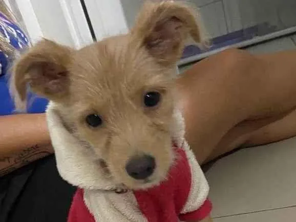 Cachorro raça SRD-ViraLata idade 2 a 6 meses nome Sol