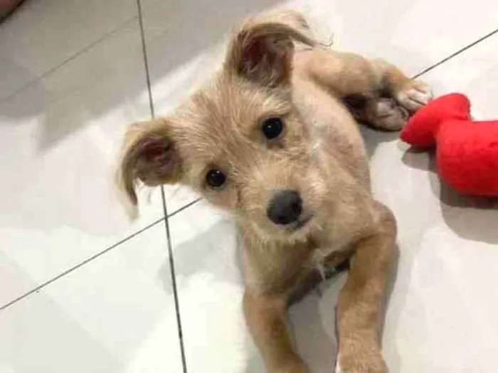 Cachorro raça SRD-ViraLata idade 2 a 6 meses nome Sol 