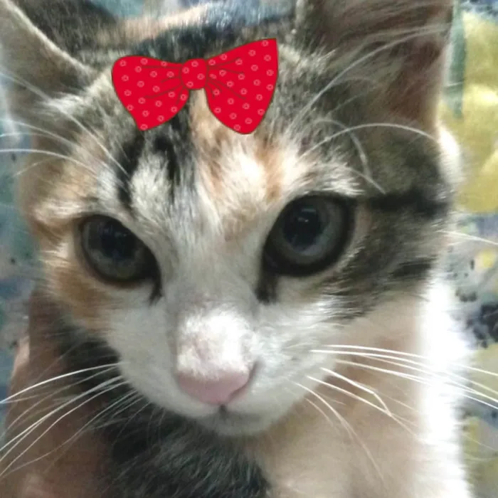 Gato ra a Mestica  idade 2 a 6 meses nome Jade 