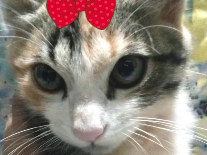 Gato ra a Mestica  idade 2 a 6 meses nome Jade 