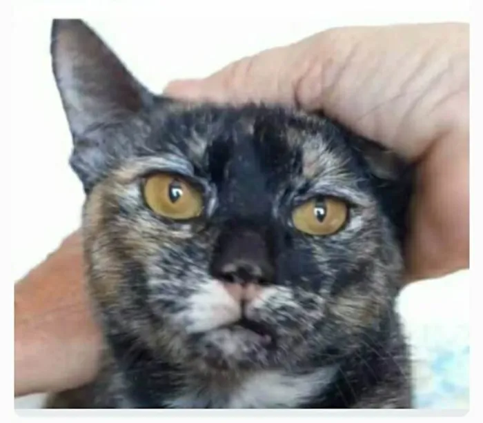 Gato ra a srd escaminha  idade 1 ano nome LUÍSA