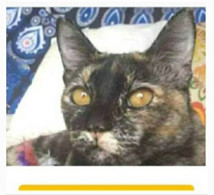 Gato ra a srd escaminha  idade 1 ano nome LUÍSA